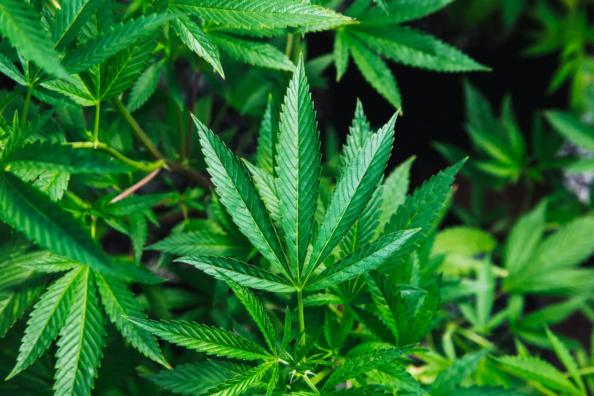 Cannabispflanze